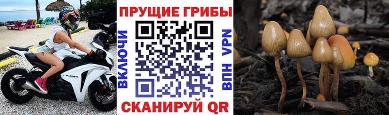 кракен зеркало  Верхний Уфалей  Псилоцибиновые грибы GOLDEN TEACHER 